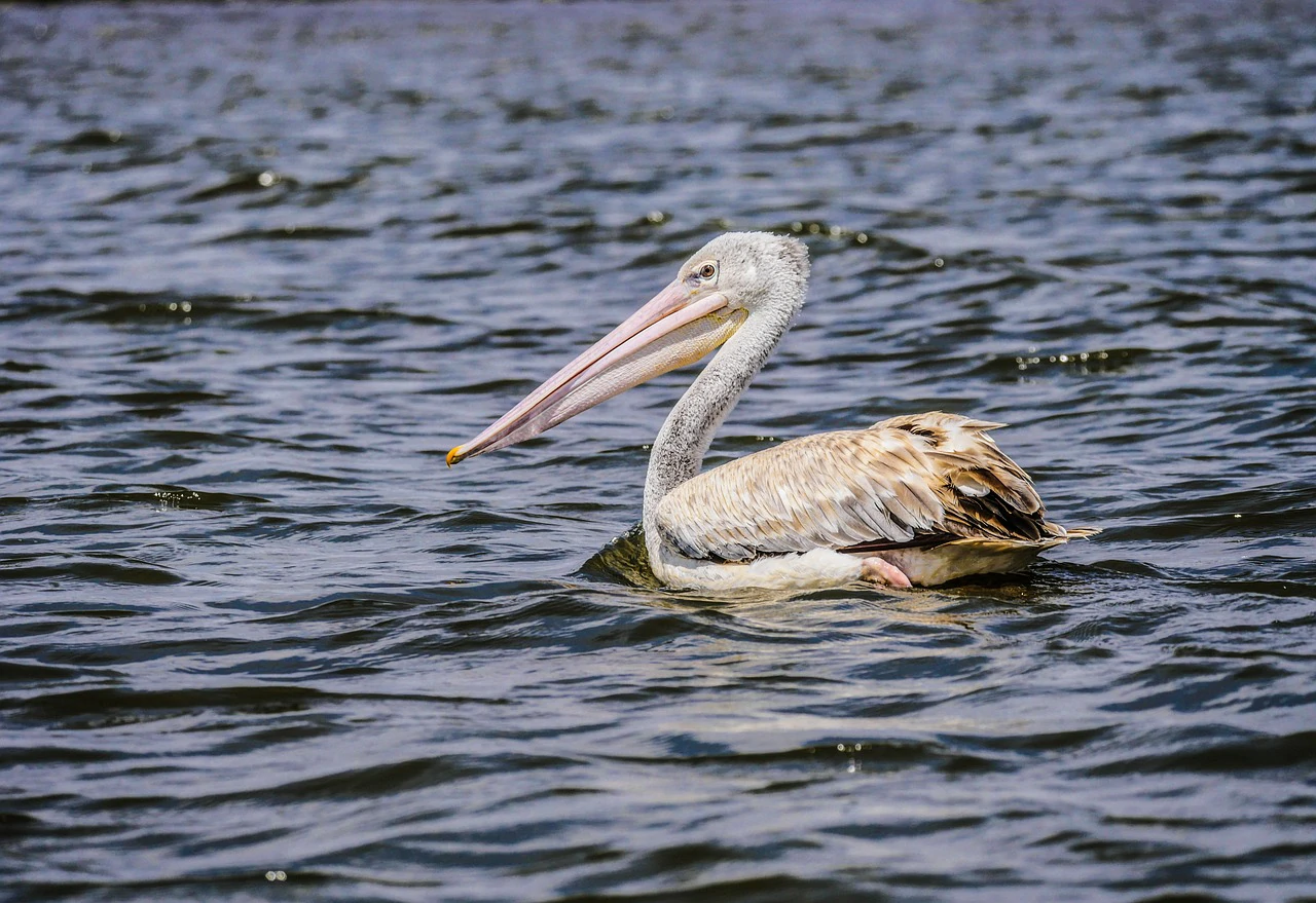 spot billed pelican